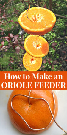 how to make an oriole bird feeder - fun outdoor activity for kids