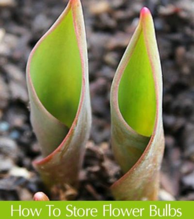 Here are a few helpful tips on How to Store Flower Bulbs Before Planting. These tips will help prevent rot and mold that could damage the bulbs.