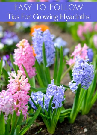 Tips for Growing Hyacinths