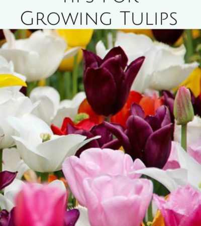 Beautiful blooms of tulips line streets and yards in the spring. These Tips for Planting Tulip Bulbs will help you grow vibrant tulips of your own.