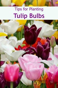 Tips for Planting Tulip Bulbs