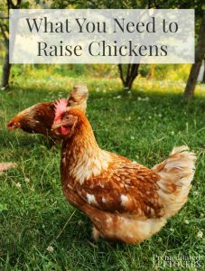 What You Need to Raise Chickens