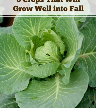 Here are 6 Crops That Will Grow Well into Fall. With these crops, you can enjoy fresh produce long after the summer ends and cooler temperatures set in.