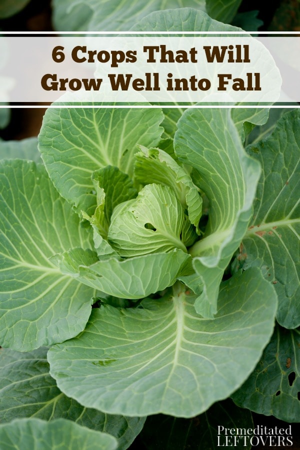 Here are 6 Crops That Will Grow Well into Fall. With these crops, you can enjoy fresh produce long after the summer ends and cooler temperatures set in.