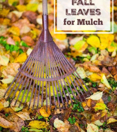Learn How to Use Fall Leaves for Mulch with these gardening tips. Leaves can protect plants from the cold and provide a frugal way to landscape your yard.