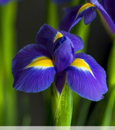 Tips for Growing Irises from bulbs