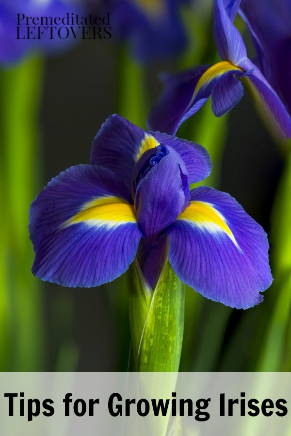 Tips for Growing Irises from Bulbs