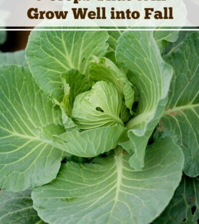 Here are 6 Crops That Will Grow Well into Fall. With these crops, you can enjoy fresh produce long after the summer ends and cooler temperatures set in.