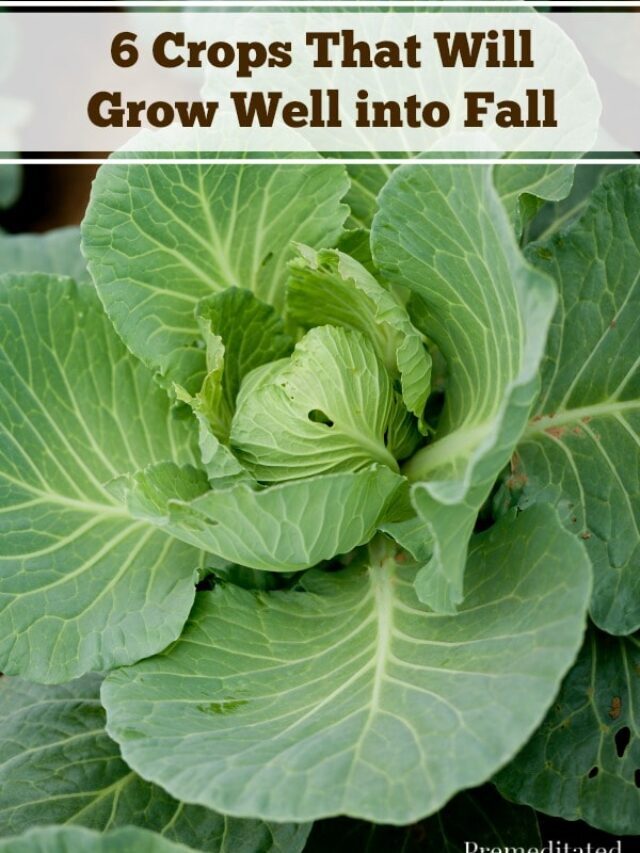 6 Crops That Will Grow Well into Fall Story