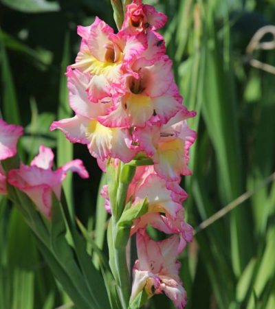Tips for Growing Gladiolus