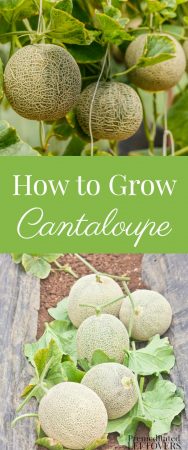 Tips for growing cantaloupe, including how to plant cantaloupe seeds and cantaloupe seedlings, and how to harvest cantaloupe.