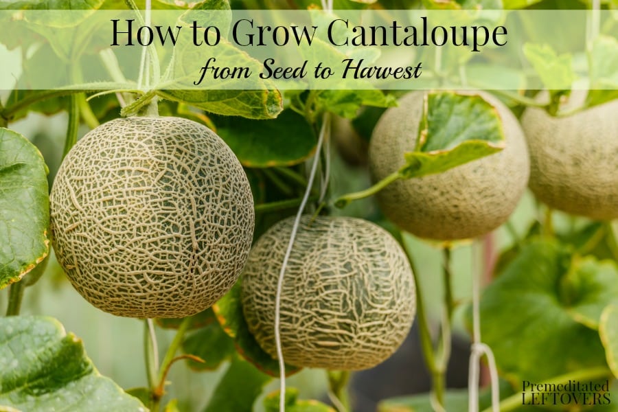 How to Grow Cantaloupe in Your Garden - From Seed to Harvest