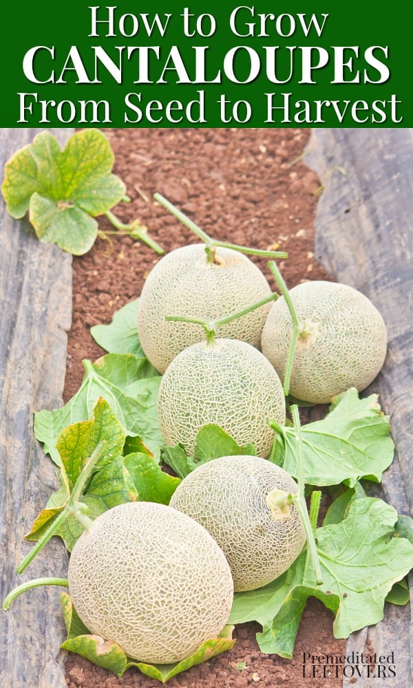 cantaloupe seedlings