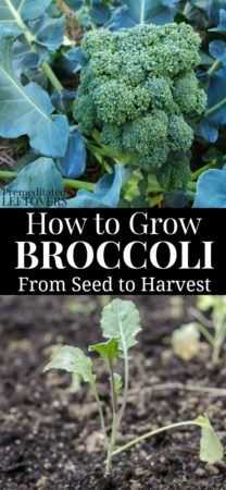 how to grow broccoli in your garden