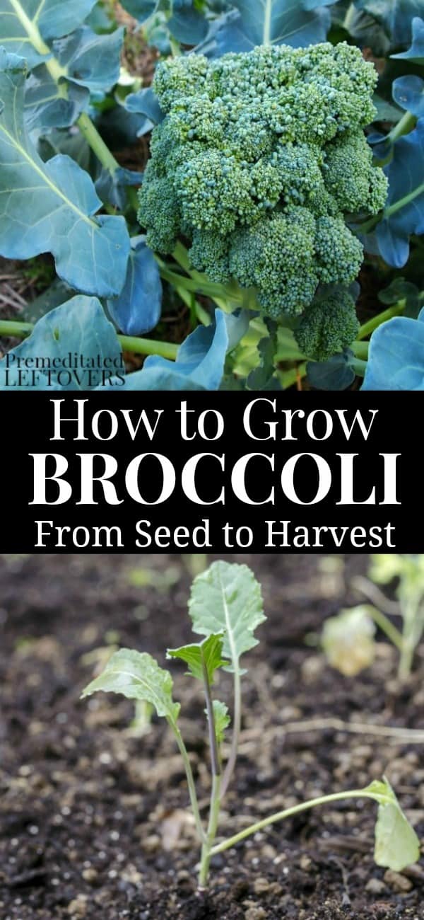 Tips for Growing Broccoli in Your Garden