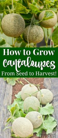 Use these gardening tips on how to grow cantaloupes in your garden from seed to harvest to grow cantaloupes in your garden this summer.