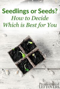 Seedlings or Seeds? How to Decide Which Is Best for You