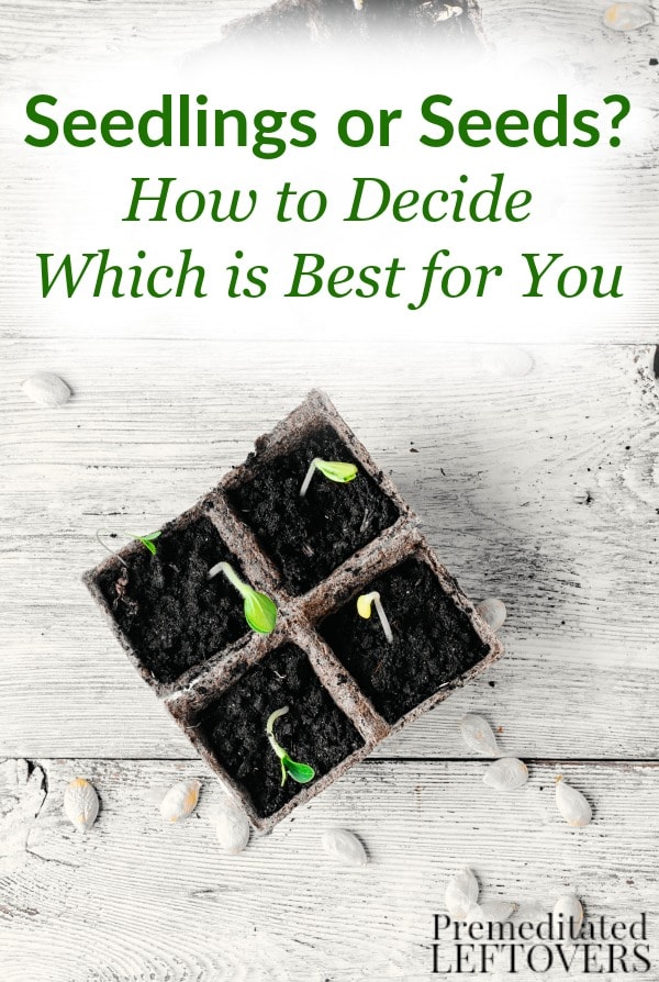 Before you start planting, look at the benefits of both seedlings and seeds, so you can decide which one is best for you and your gardening goals!