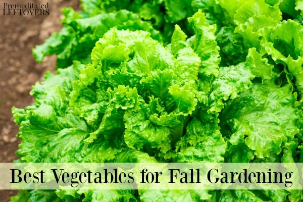 Best vegetables for Fall gardening - Which vegetables you can grow from seed in your fall garden and which vegetables should be started from transplants.