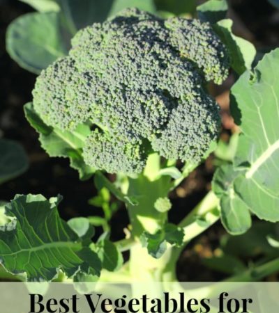 Best vegetables for Fall gardening - Which vegetables you can grow from seed in your fall garden and which vegetables should be started from transplants.