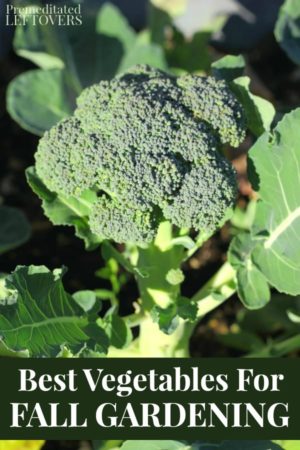 broccoli - 1 of the best vegetabls for fall gardening