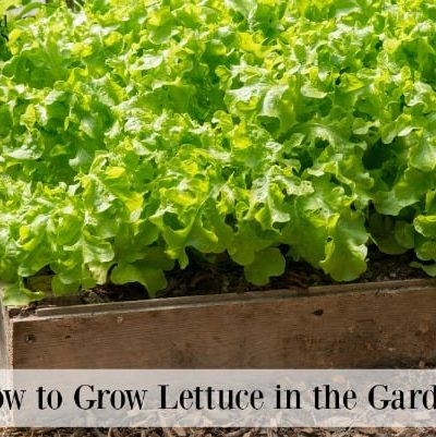 Lettuce growing in a garden