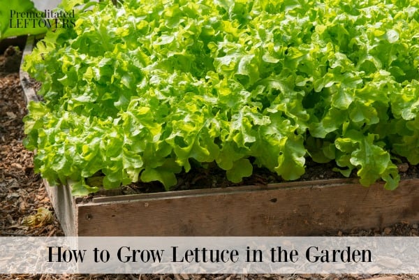Lettuce growing in a garden