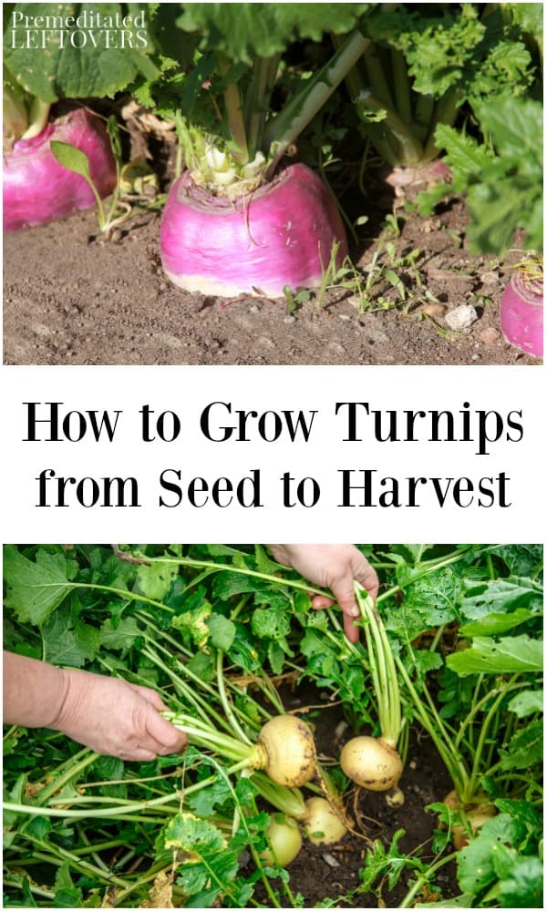 How to Grow Turnips in Your Garden Tips from Seed to Harvest