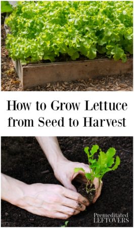 Lettuce growing in a garden and planting lettuce