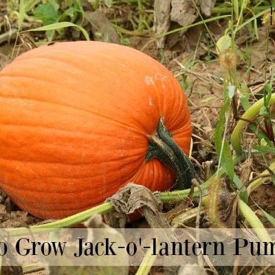 Growing Jack-o'-lantern pumpkins