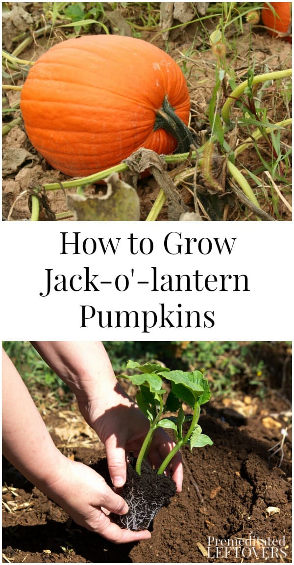 How To Grow Jack O Lantern Pumpkins From Seed To Harvest