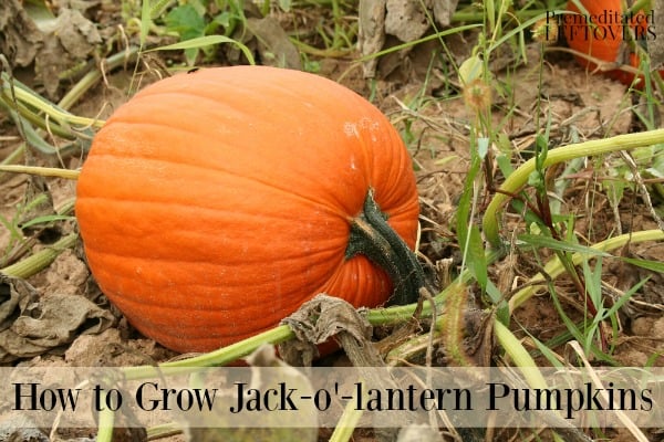 Growing Jack-o'-lantern pumpkins