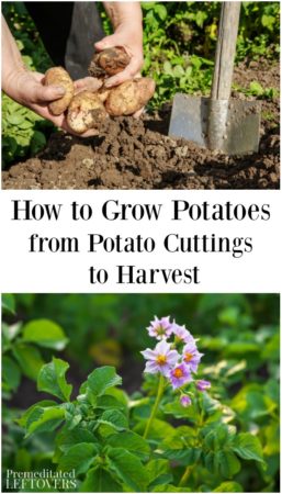 Harvesting potatoes and potato flowers