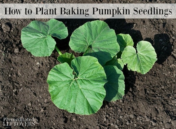 Baking pumpkin seedlings