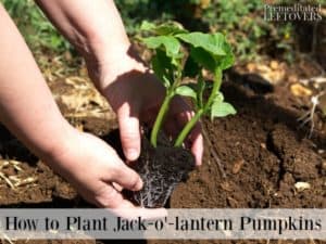 How to Grow Jack-o'-lantern Pumpkins from Seed to Harvest