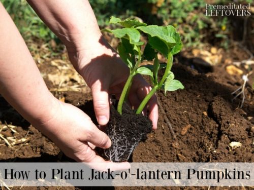 How to Grow Jack-o'-lantern Pumpkins from Seed to Harvest