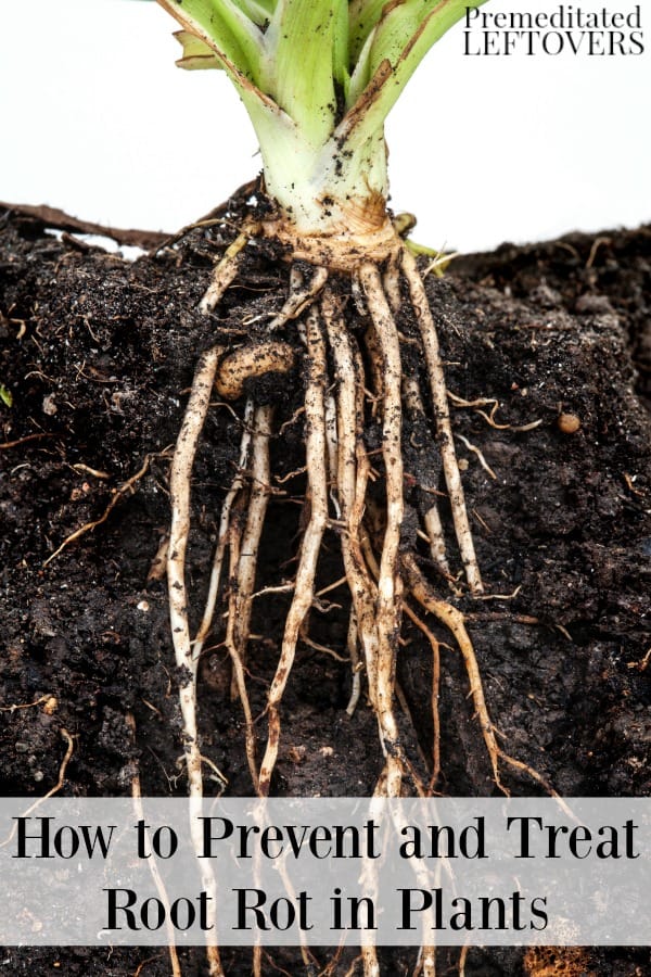healthy roots