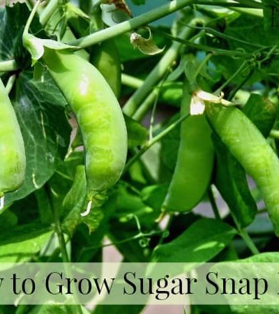 Growing sugar snap peas in the garden