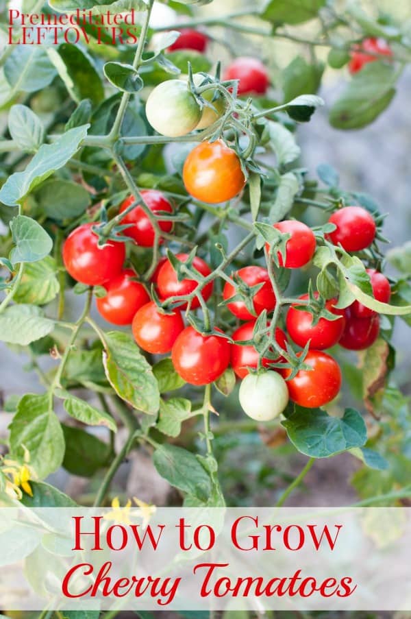 cherry tomato plant