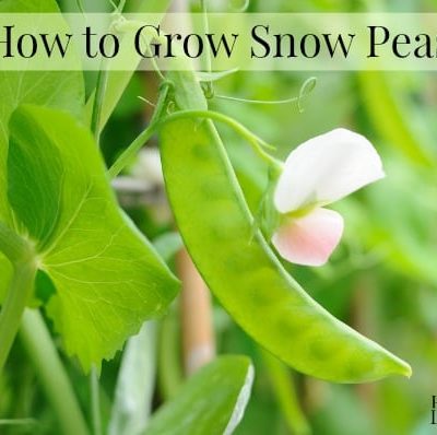 Snow peas growing in garden
