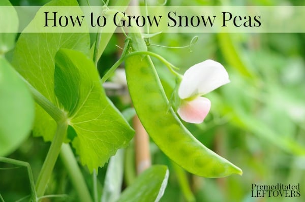 Snow peas growing in garden