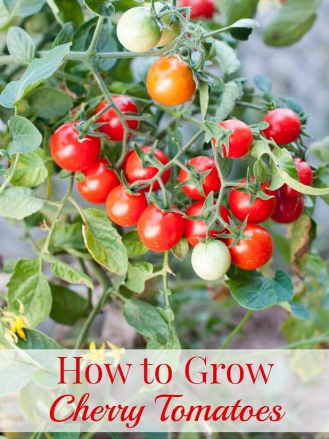 How to Grow Delicious Cherry Tomatoes Story