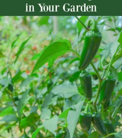 How to grow jalapenos