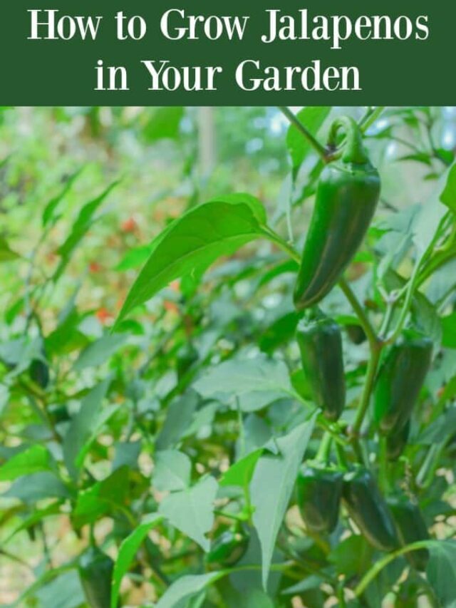 How to Grow Spicy Jalapenos Story