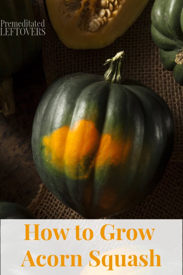 How to Grow Acorn Squash - Gardening tips from growing acorn squash from seed to harvest.