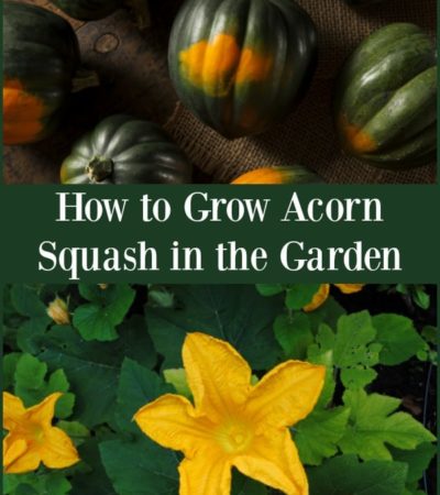How to grow acorn squash