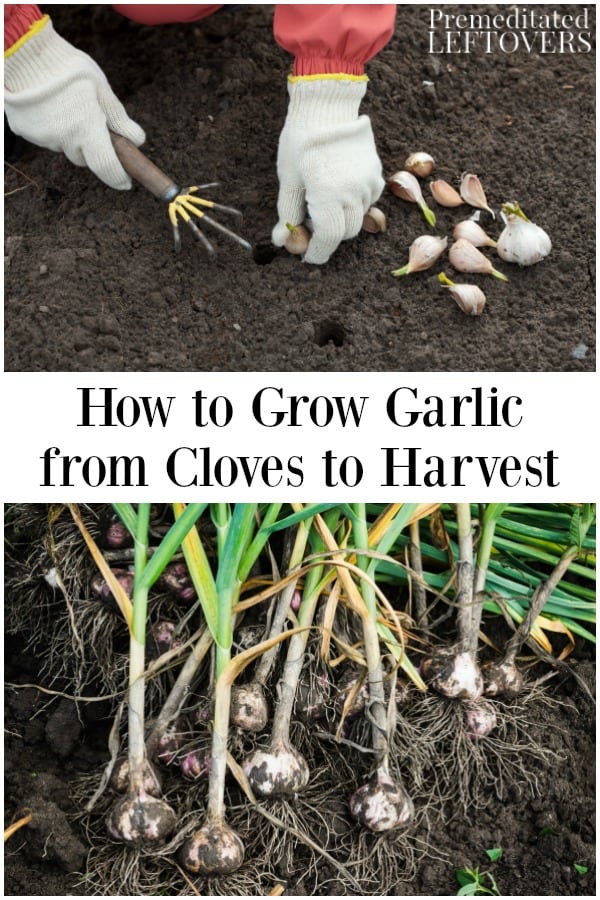 How to Grow Garlic from Cloves in the Garden and in Containers