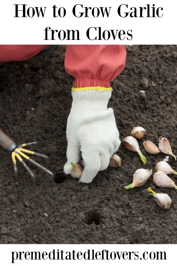How to grow garlic from cloves