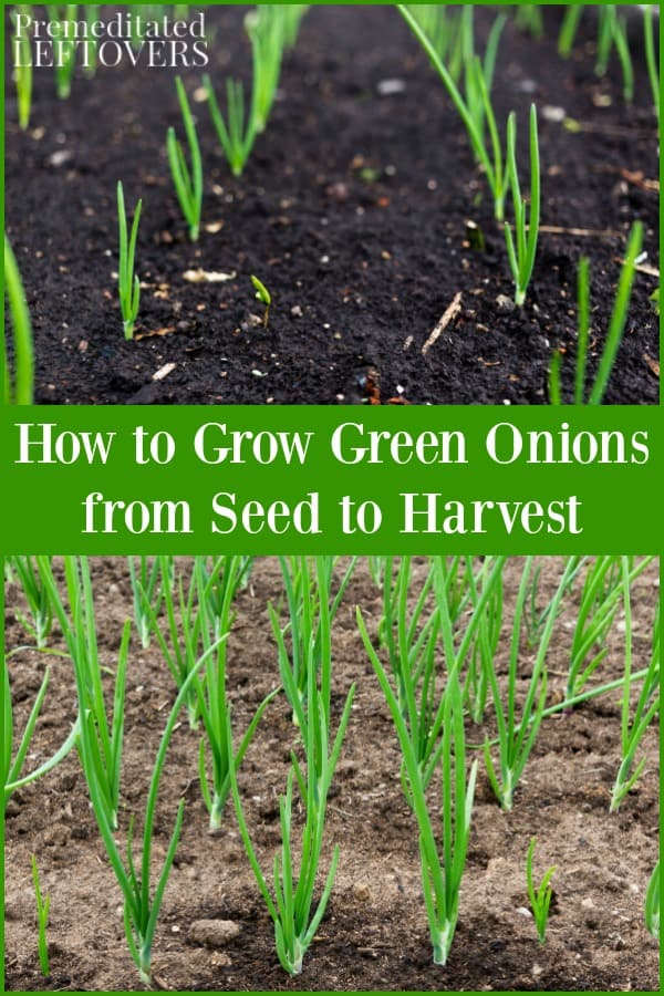 How to Grow Green Onions: Tips for Planting, Caring for, and Harvesting