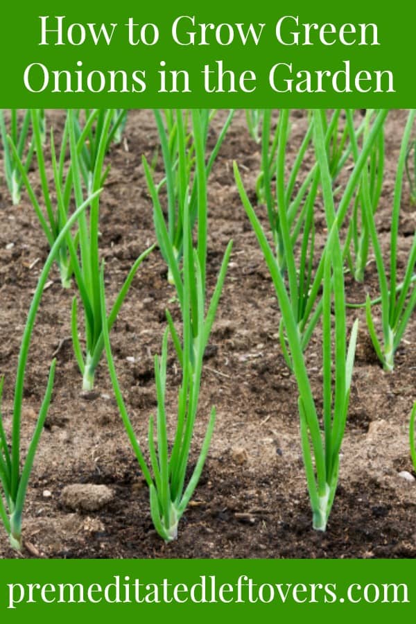 How to grow green onions